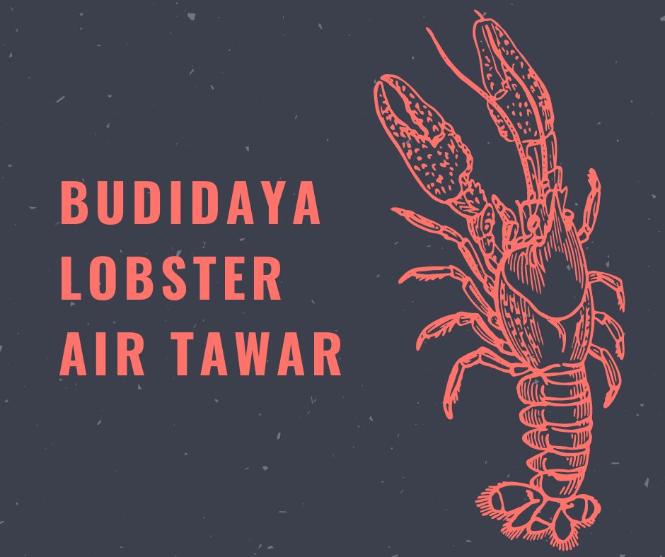 budidaya lobster air tawar