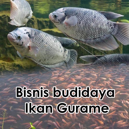 budidaya ikan gurame