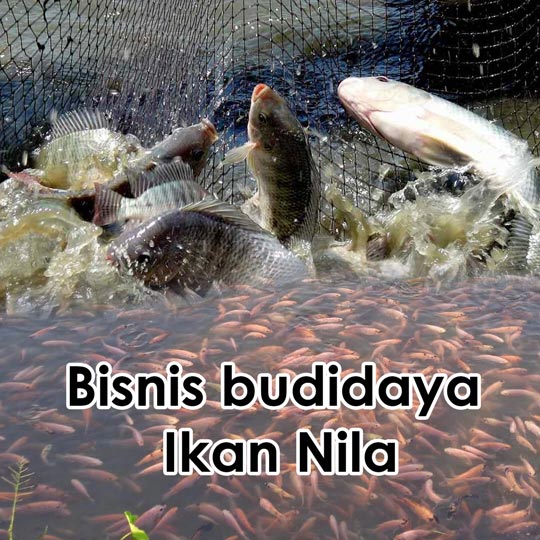 budidaya ikan nila