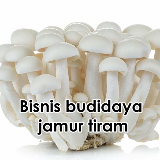 budidaya jamur tiram