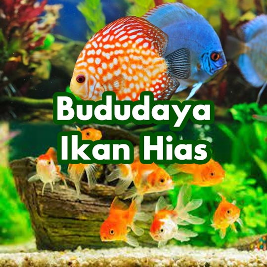 budidaya ikan hias