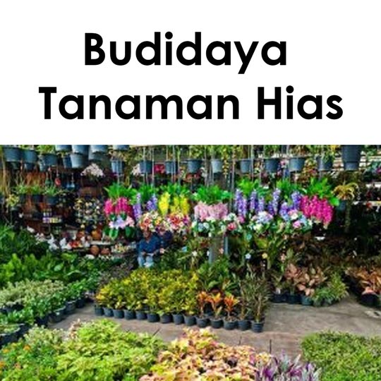 budidaya tanaman hias